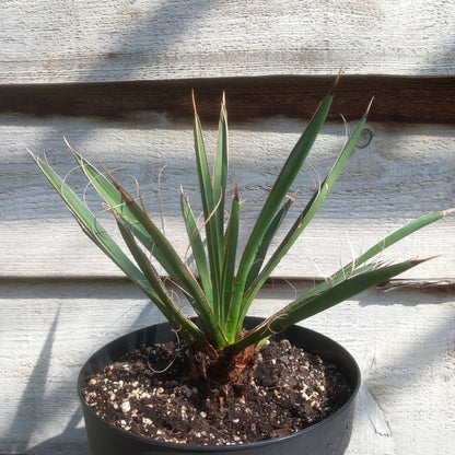 Yucca carnerosana