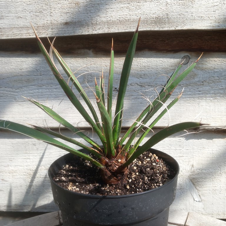Yucca carnerosana