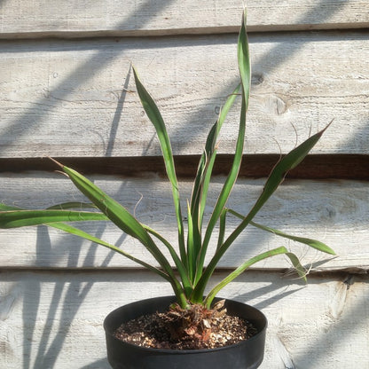 Yucca carnerosana
