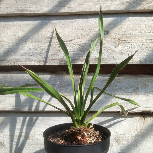 Yucca carnerosana