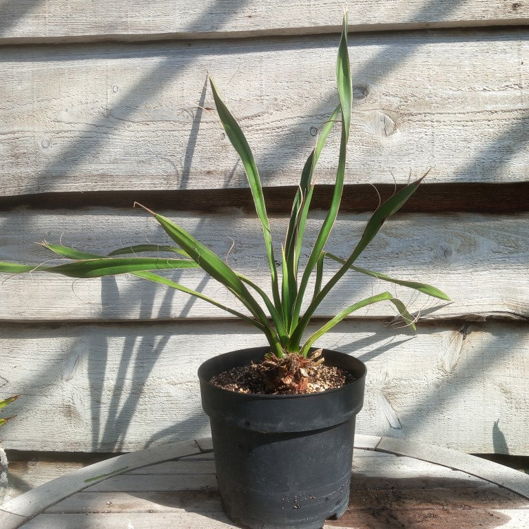 Yucca carnerosana