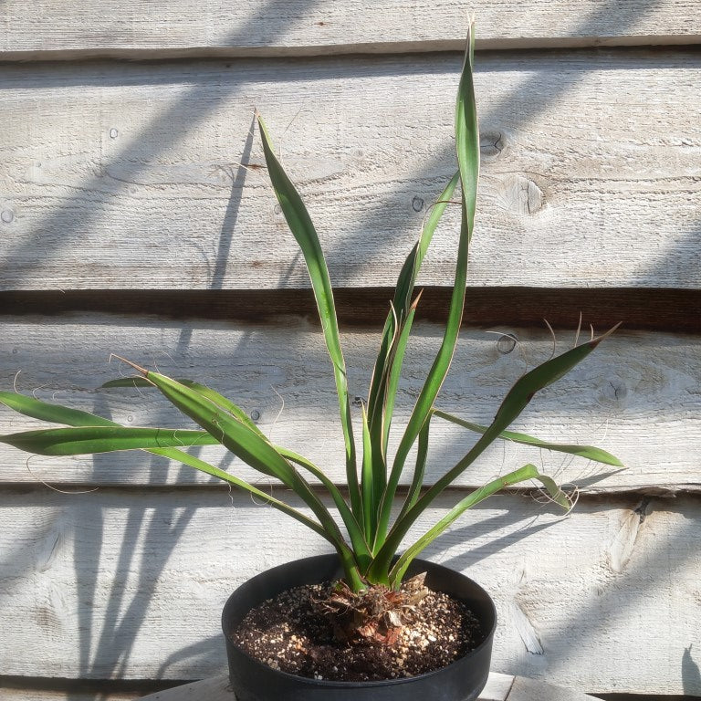 Yucca carnerosana