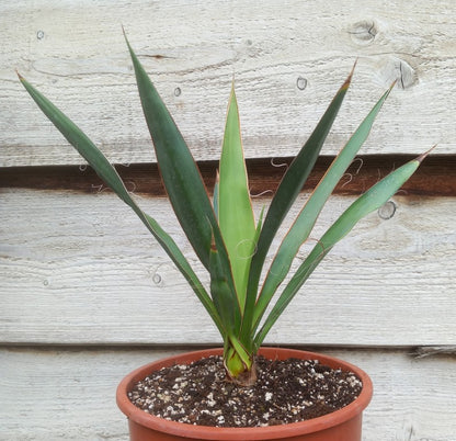 Yucca faxoniana