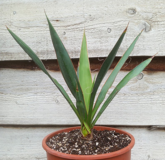 Yucca faxoniana