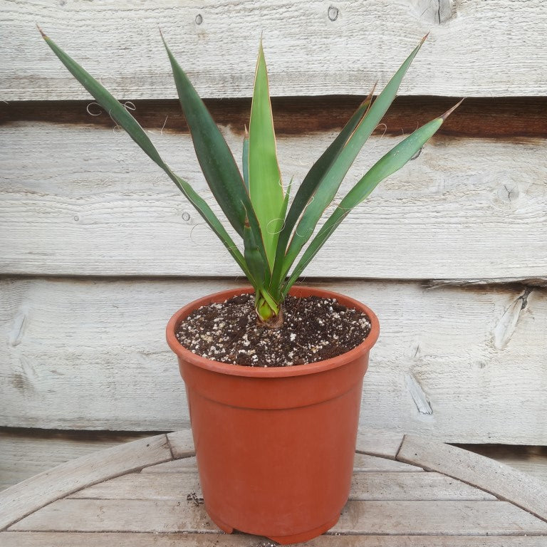 Yucca faxoniana
