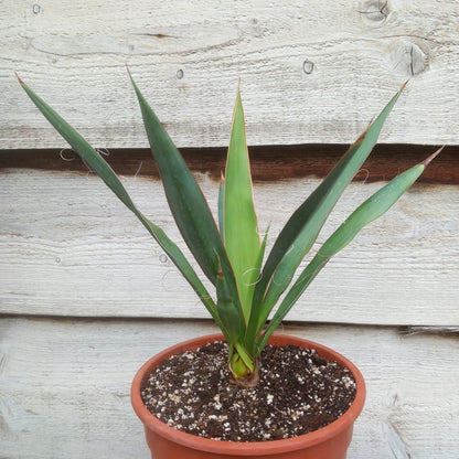 Yucca faxoniana