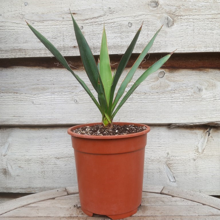Yucca faxoniana