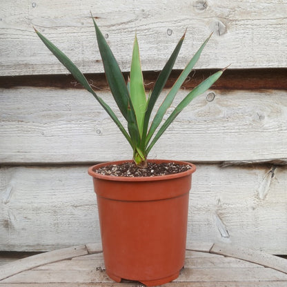Yucca faxoniana