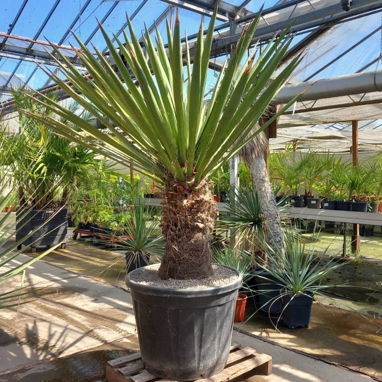 Yucca faxoniana