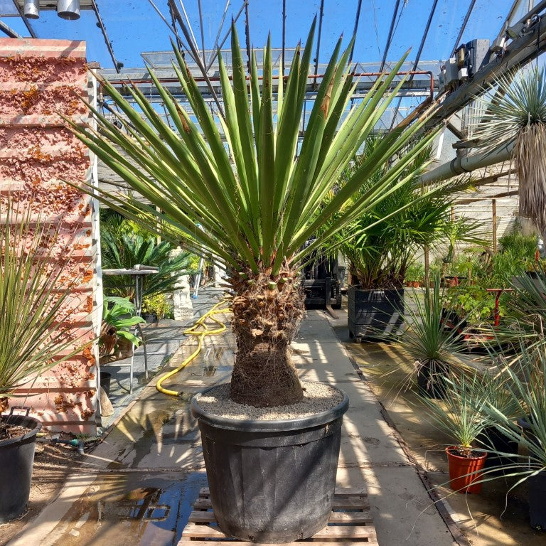 Yucca faxoniana
