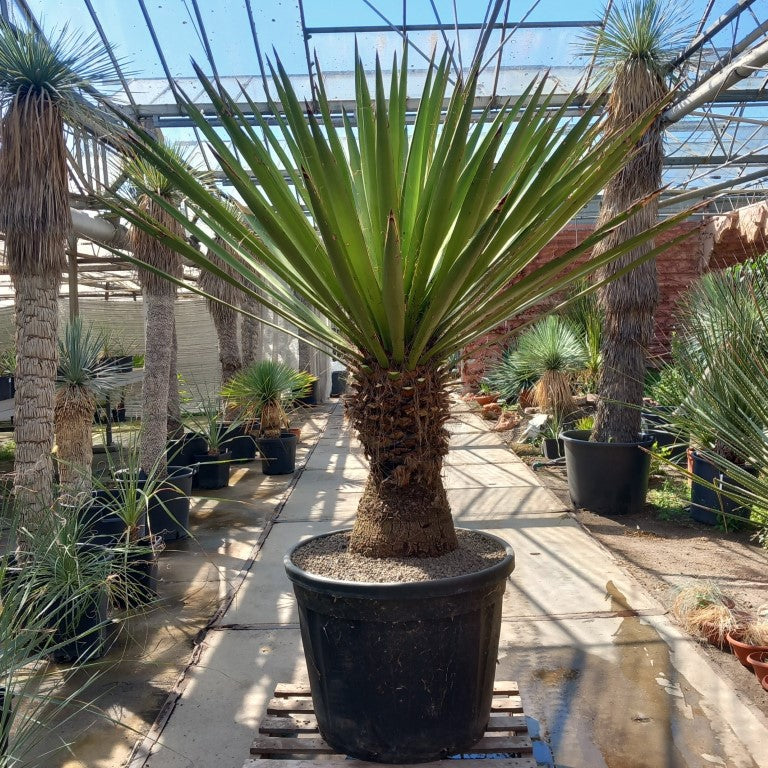 Yucca faxoniana