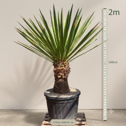 Yucca faxoniana