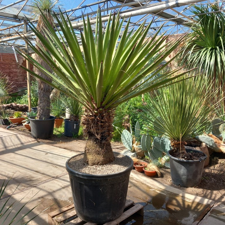 Yucca faxoniana