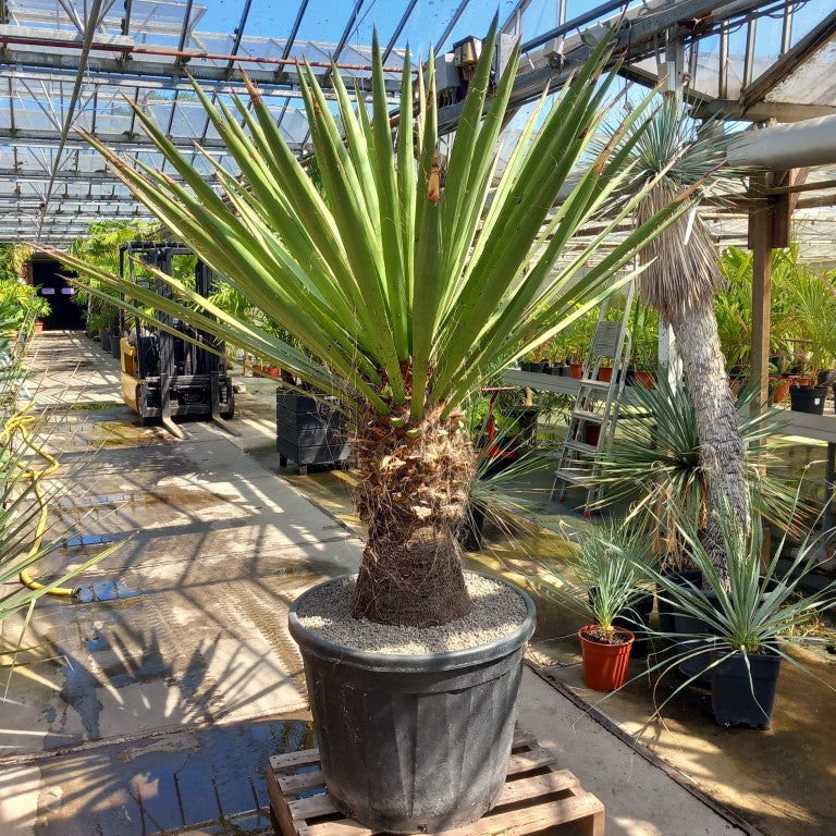 Yucca faxoniana