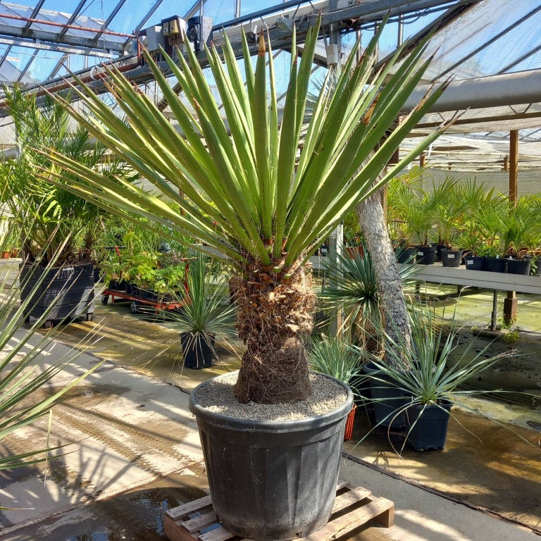 Yucca faxoniana
