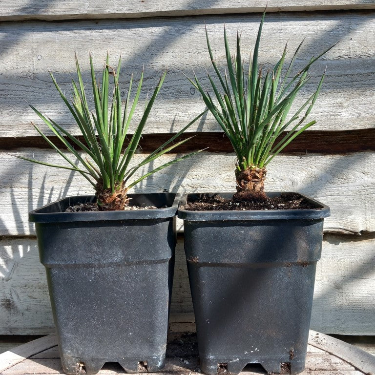 Yucca filifera