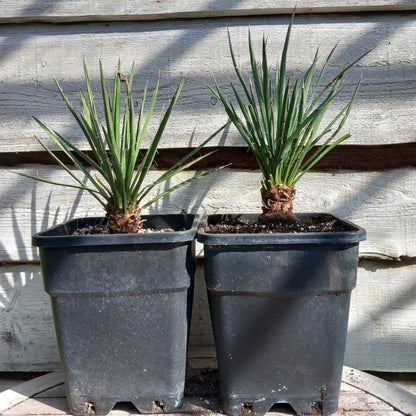 Yucca filifera