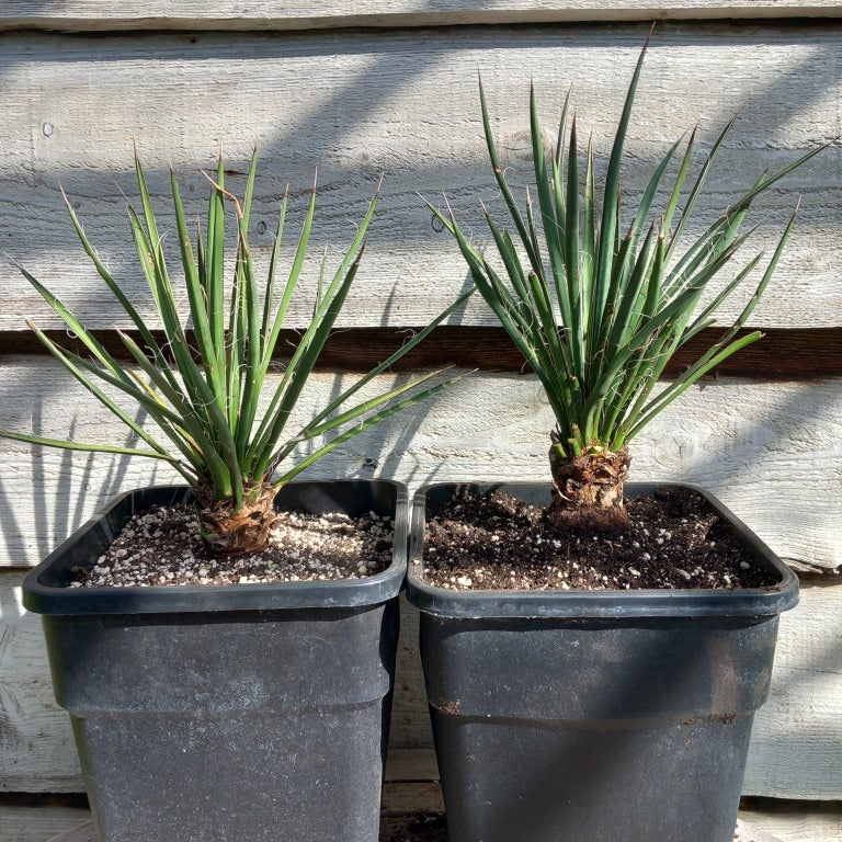 Yucca filifera