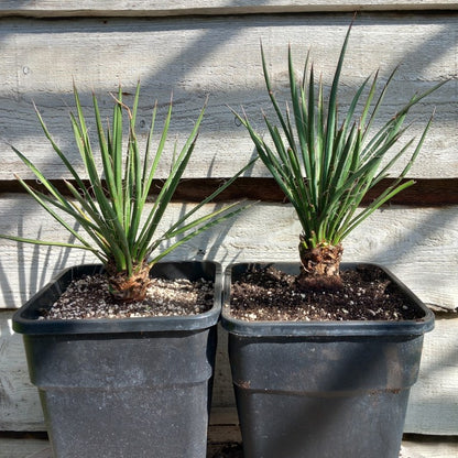 Yucca filifera
