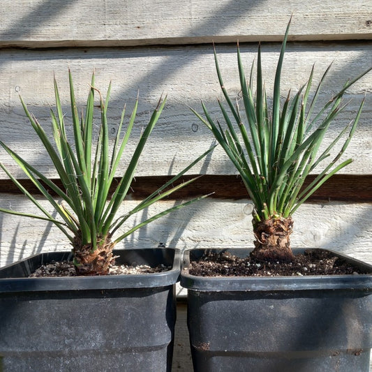 Yucca filifera