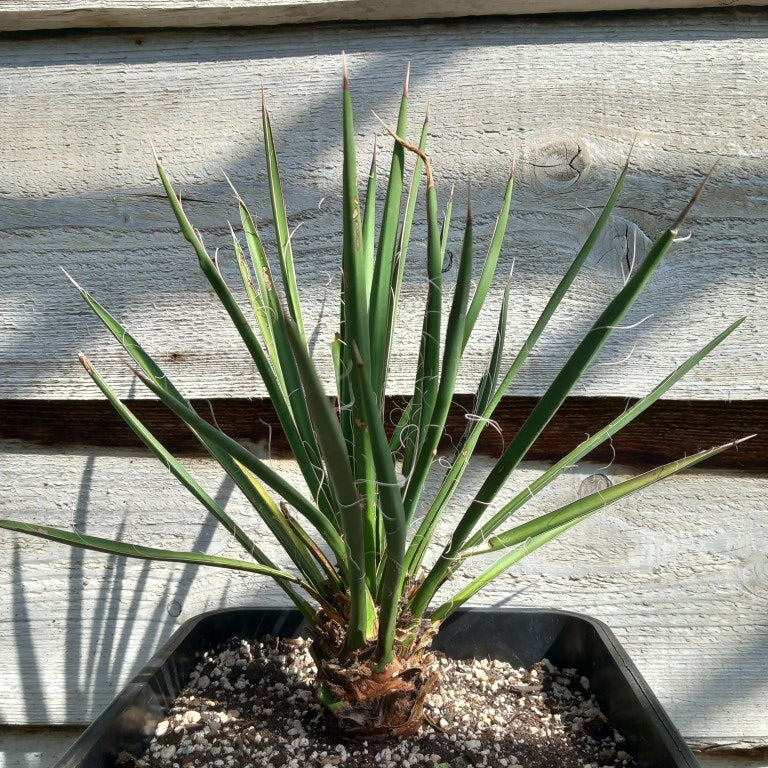 Yucca filifera