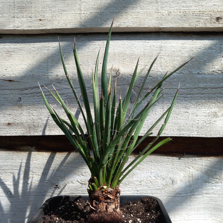 Yucca filifera