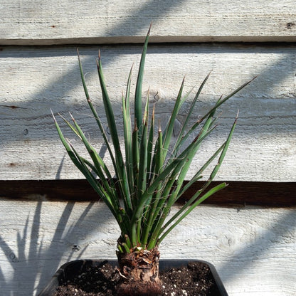 Yucca filifera
