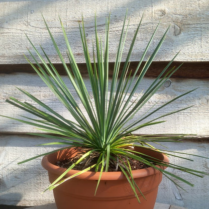 Yucca linearifolia