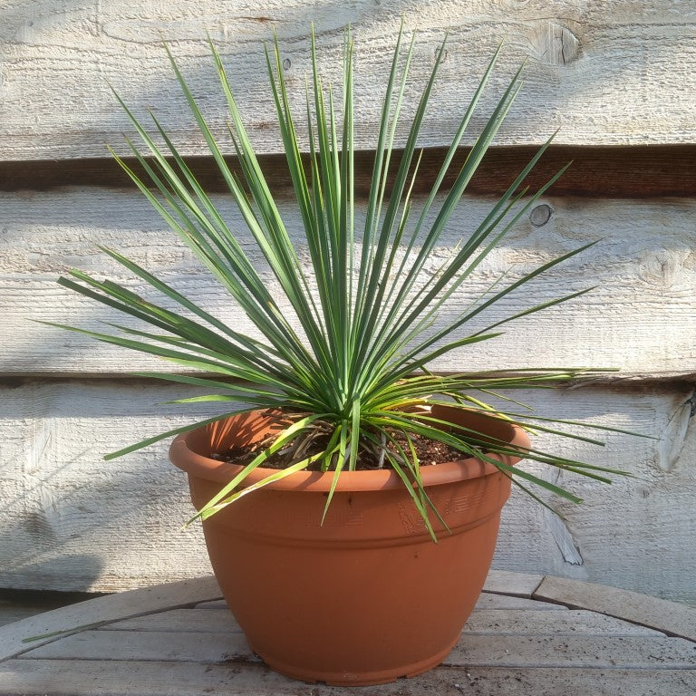 Yucca linearifolia