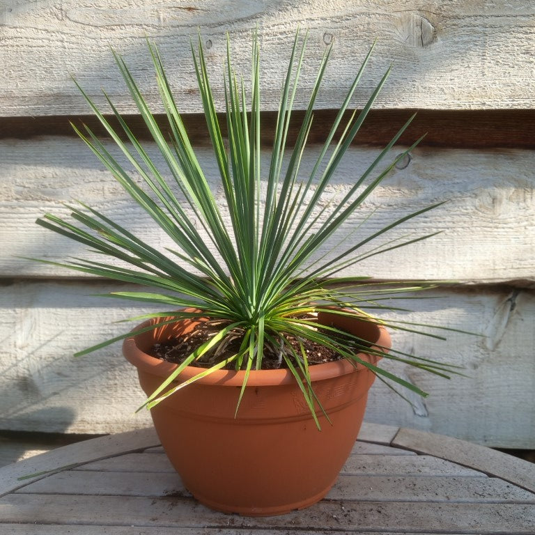 Yucca linearifolia
