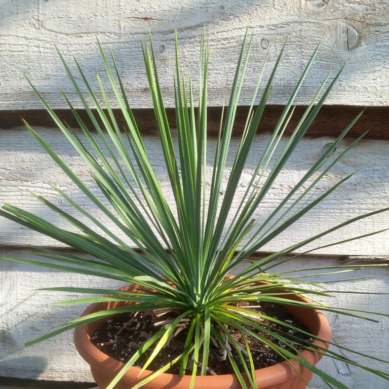 Yucca linearifolia