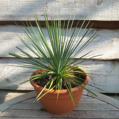 Yucca linearifolia
