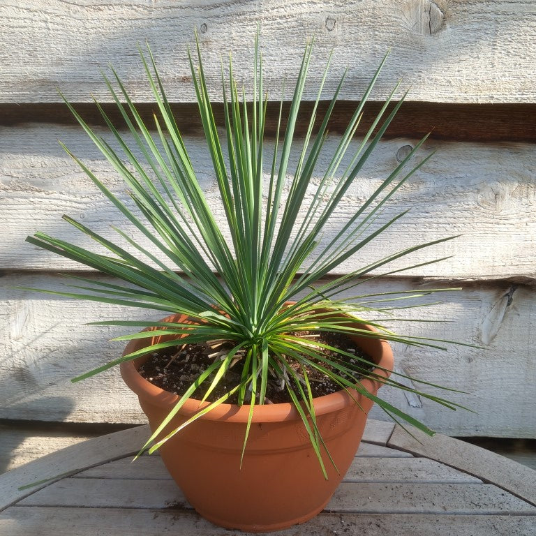 Yucca linearifolia