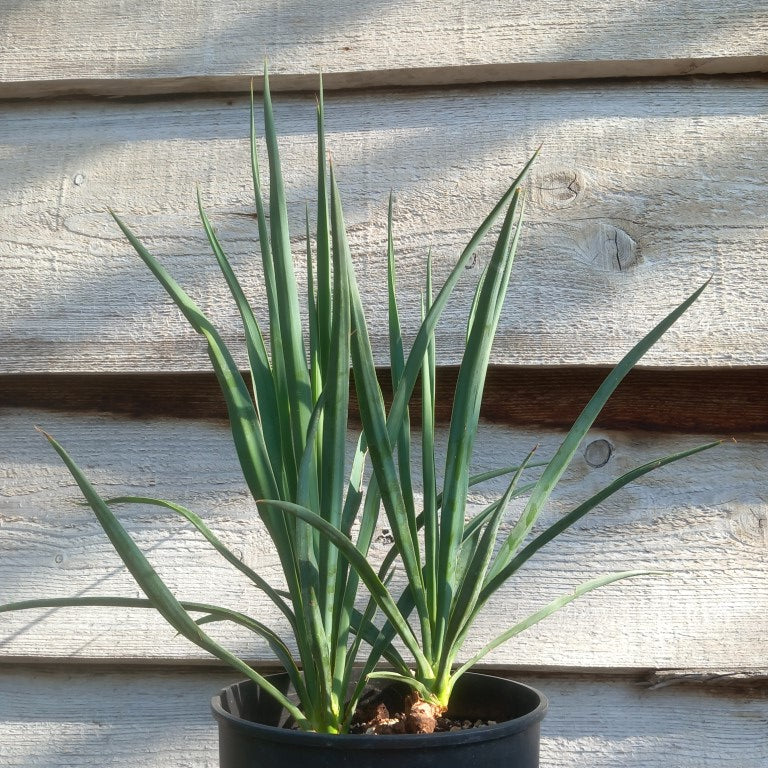 Yucca hybrid: linearifolia galeana x treculeana, total 55 cm, 3 ltr pot (No. 1)
