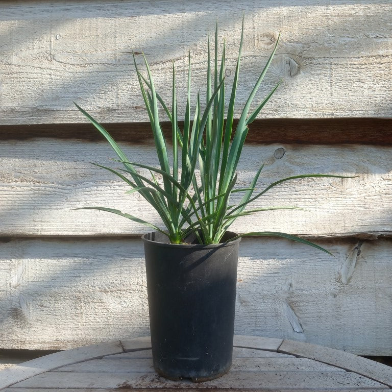 Yucca hybrid: linearifolia galeana x treculeana, total 55 cm, 3 ltr pot (No. 1)