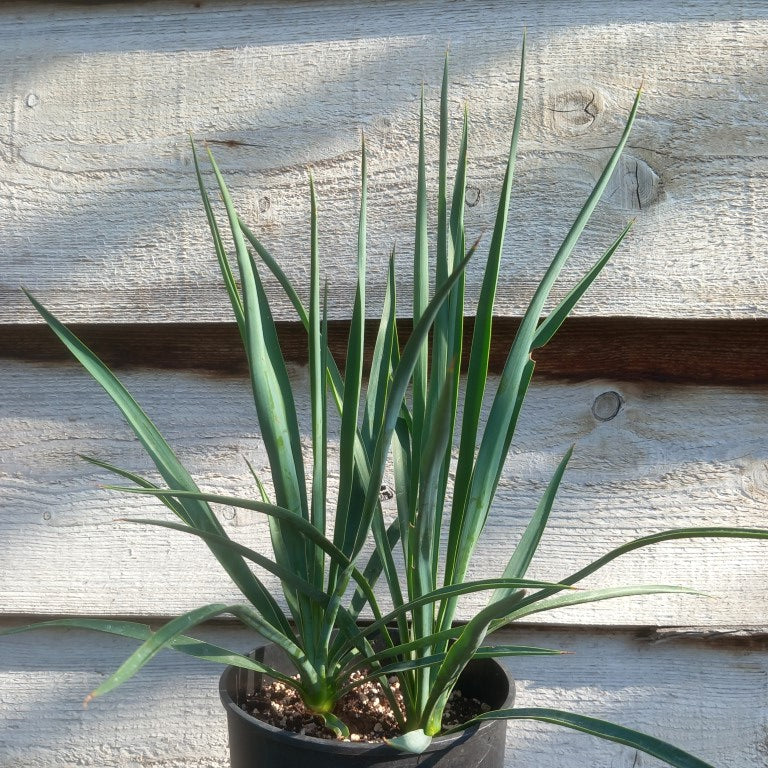 Yucca hybrid: linearifolia galeana x treculeana, total 55 cm, 3 ltr pot (No. 1)