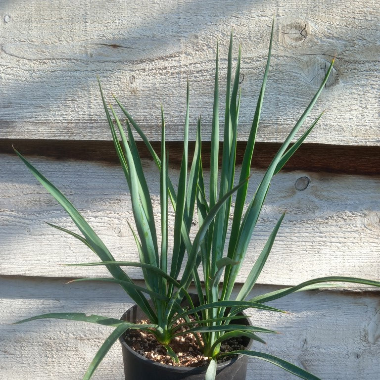 Yucca hybrid: linearifolia galeana x treculeana, total 55 cm, 3 ltr pot (No. 1)