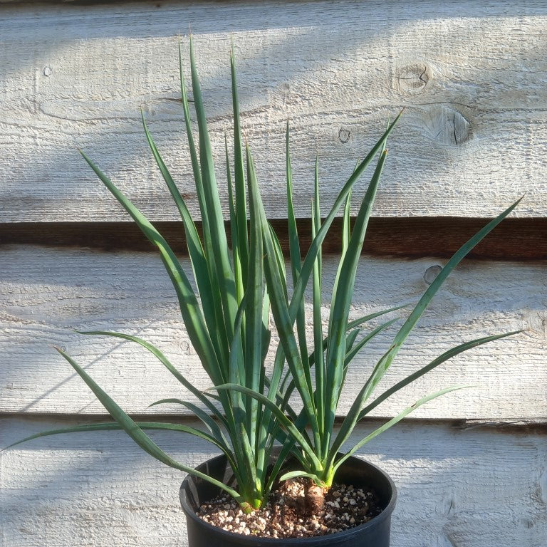 Yucca hybrid: linearifolia galeana x treculeana, total 55 cm, 3 ltr pot (No. 1)