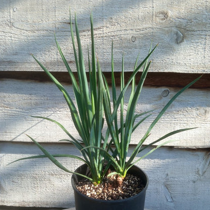 Yucca hybrid: linearifolia galeana x treculeana, total 55 cm, 3 ltr pot (No. 1)