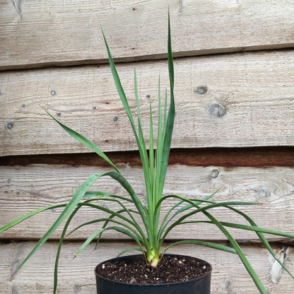 Yucca hybrid: linearifolia galeana x treculeana