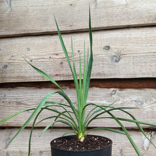 Yucca hybrid: linearifolia galeana x treculeana