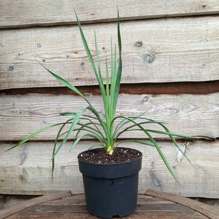 Yucca hybrid: linearifolia galeana x treculeana