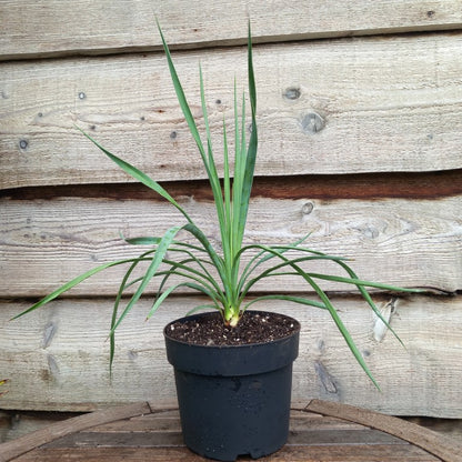 Yucca hybrid: linearifolia galeana x treculeana