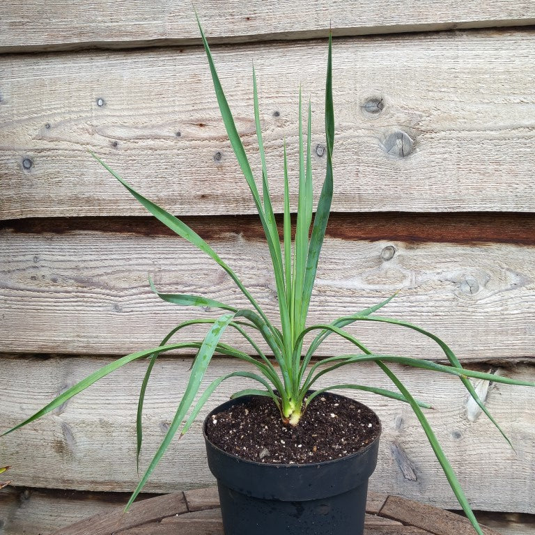 Yucca hybrid: linearifolia galeana x treculeana