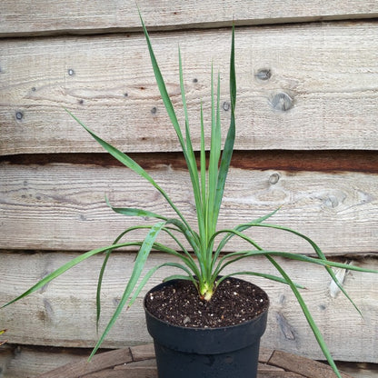 Yucca hybrid: linearifolia galeana x treculeana