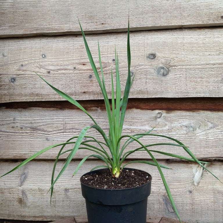 Yucca hybrid: linearifolia galeana x treculeana