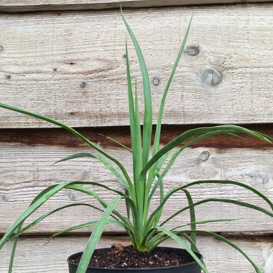 Yucca hybrid: linearifolia galeana x treculeana