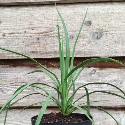 Yucca hybrid: linearifolia galeana x treculeana