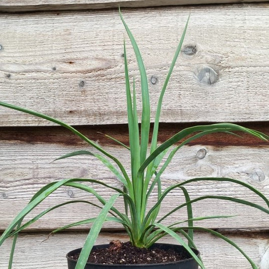 Yucca hybrid: linearifolia galeana x treculeana