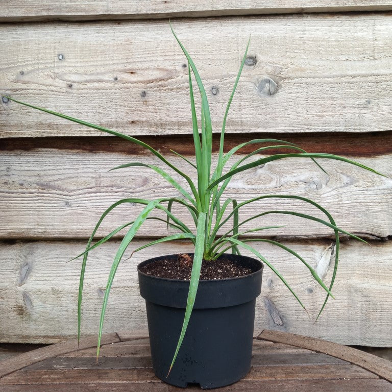 Yucca hybrid: linearifolia galeana x treculeana